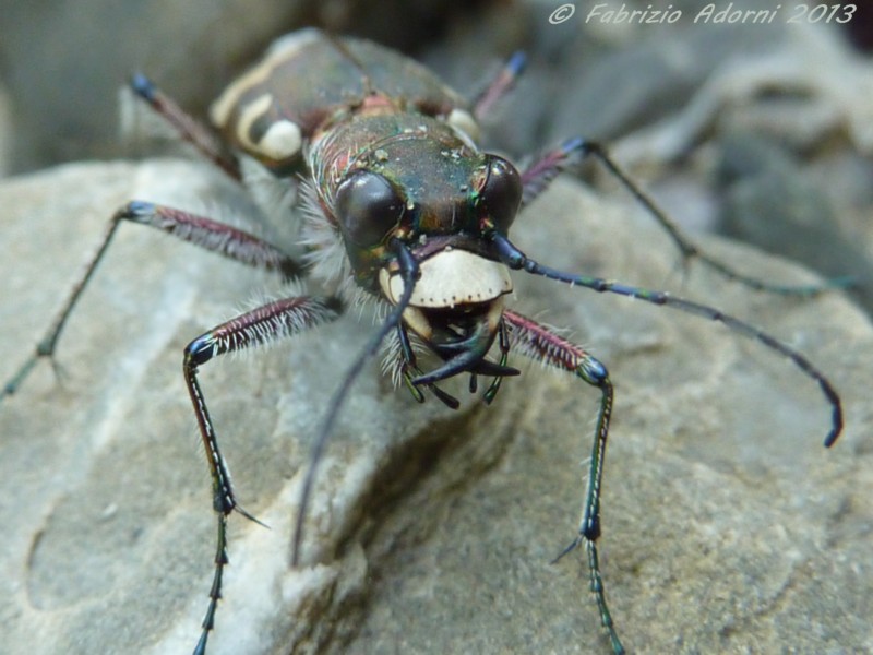 Cicindelidae: Cicindela sylvicola  (e C. cfr. majalis)